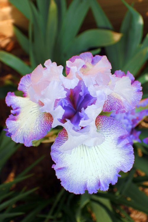 iris flower bloom