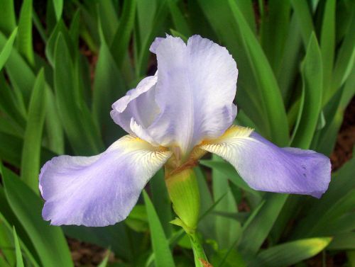 Iris