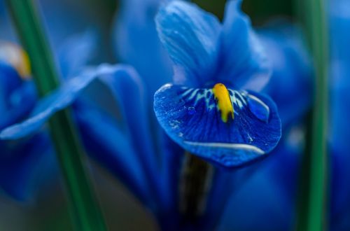 iris blue macro
