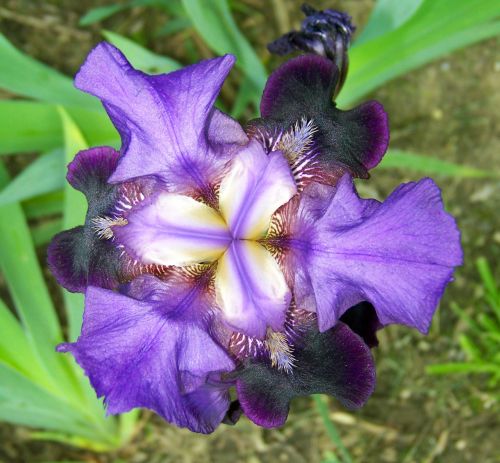 Iris