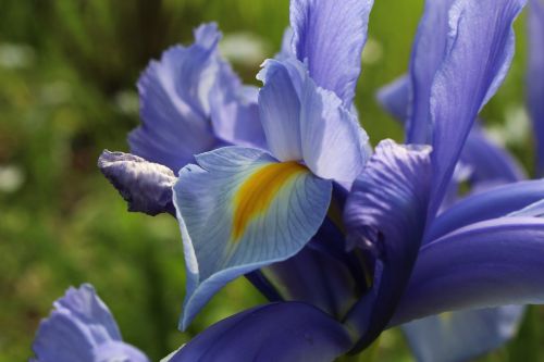 iris garden flowers spring