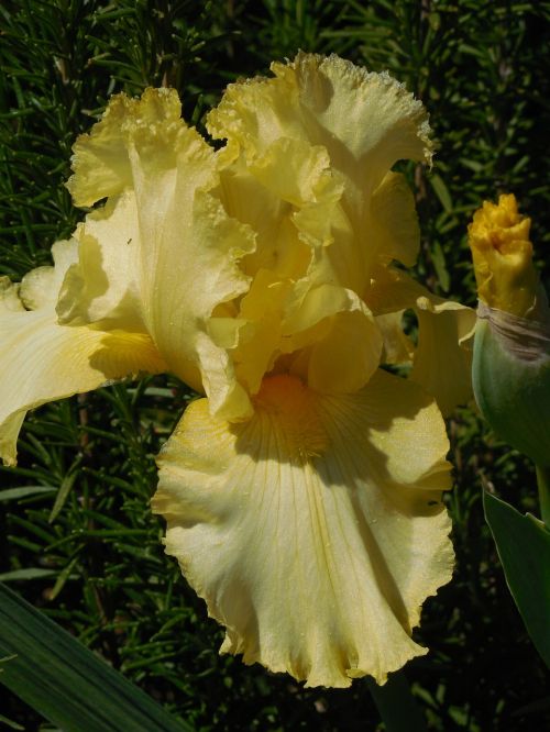 iris bloom yellow
