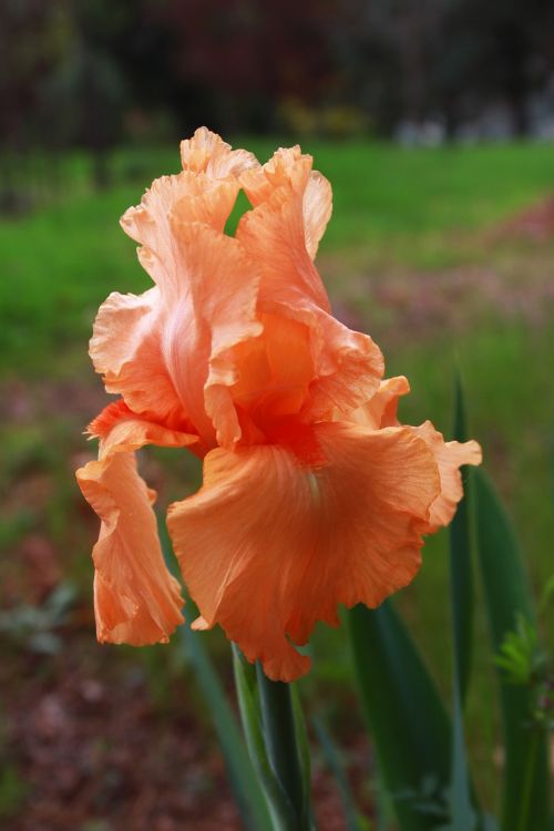 iris orange peach