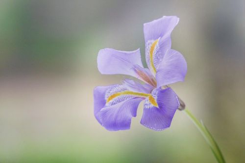 iris lavender purple