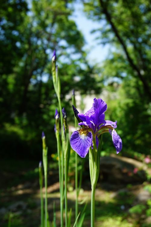 iris see flowers i