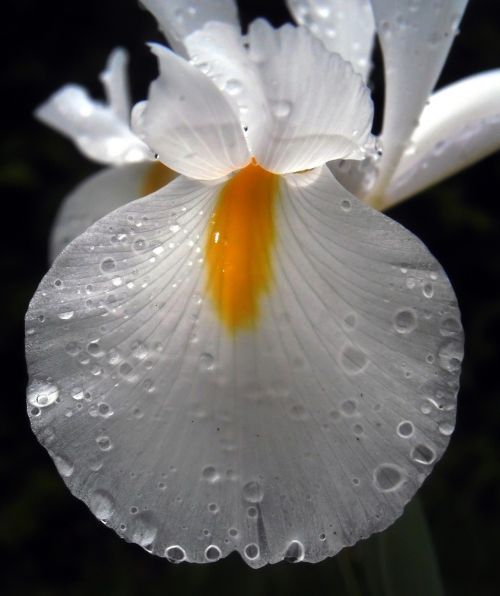 iris petals flower