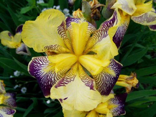 iris fleur-de-lis spring flower