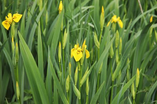 iris yellow flowers