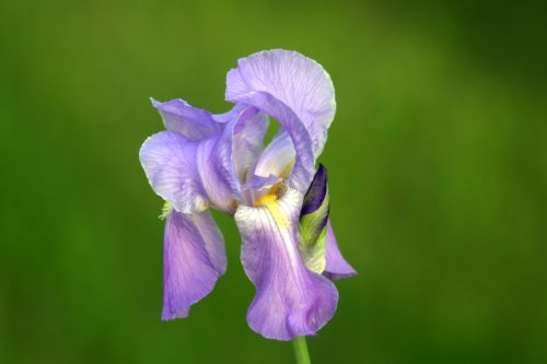iris violet blue