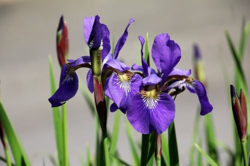 iris flower garden