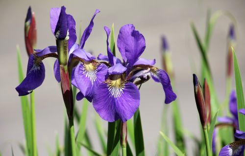 iris flower garden