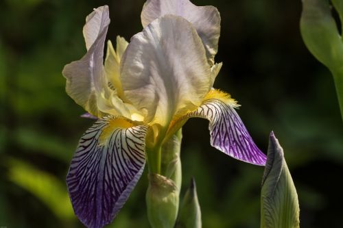 iris flowers ornamental plant