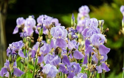 iris flowers blossom