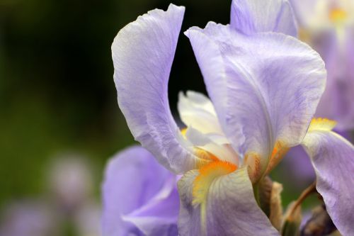 iris violet purple