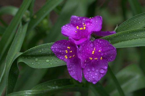 iris lily purple