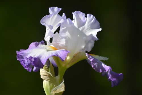 iris white and purple iris flower