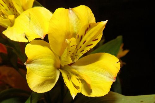 iris blossom bloom