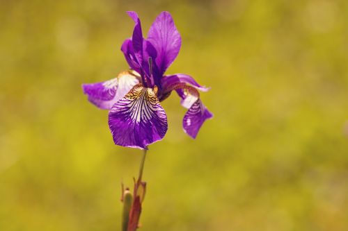 iris plant flower
