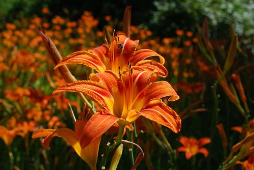 iris flowering plant