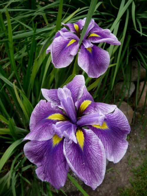iris violet a garden plant