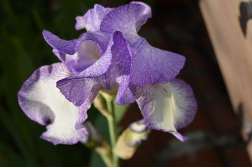 iris purple and white purple