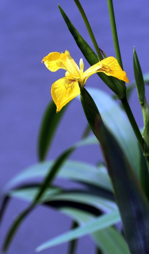 iris marsh yellow