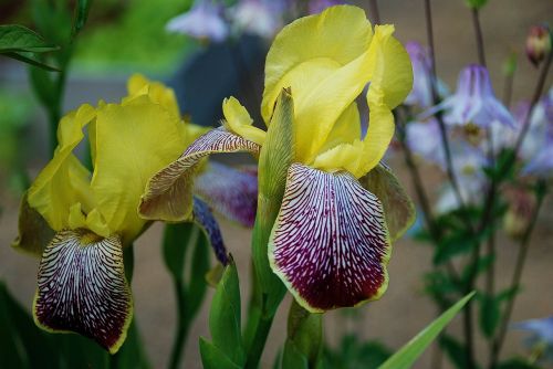 iris beautiful lily