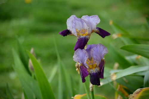 iris flora flowers