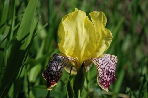 iris beautiful lily