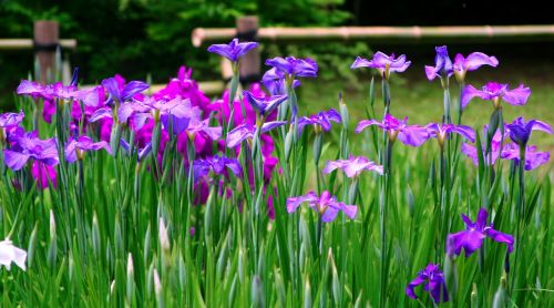 iris flowers purple