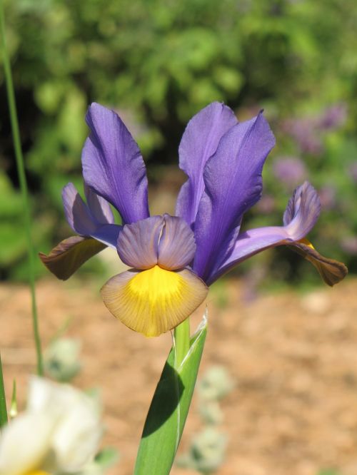 iris close-up flowers