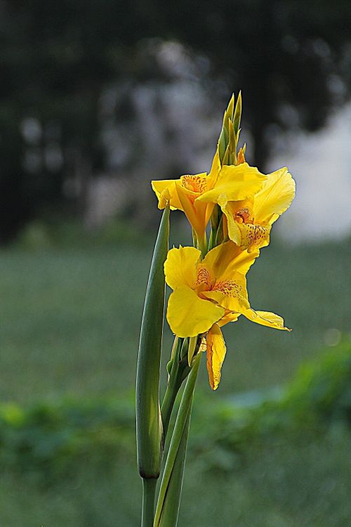 iris flower wildflower