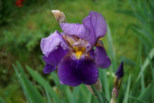 iris flower blue flowers