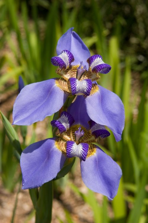 iris flower floral