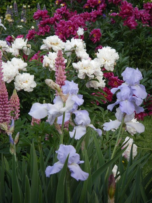 iris lupine peony