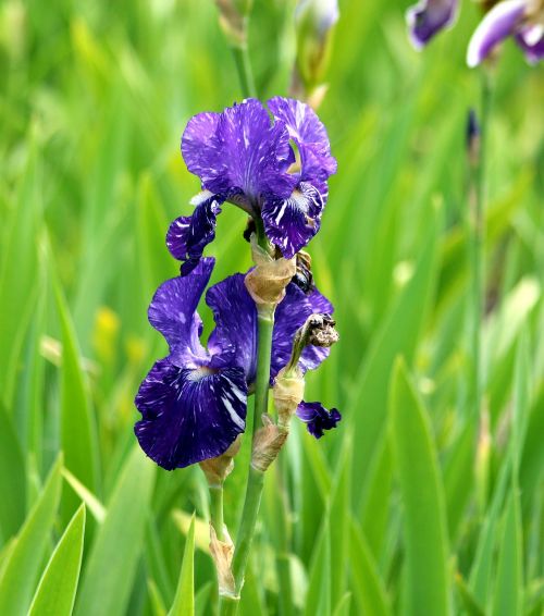 iris purple iris blue iris