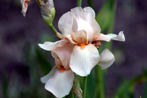 iris beige iris garden flower