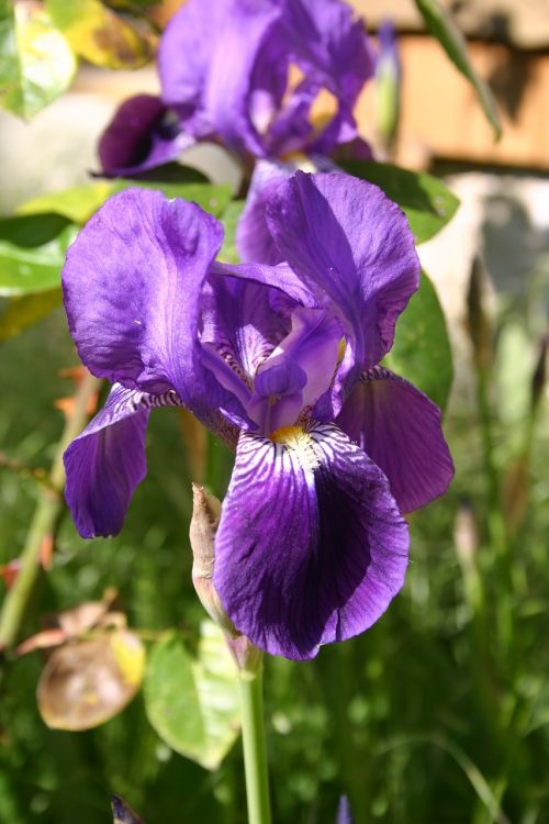 iris flower garden