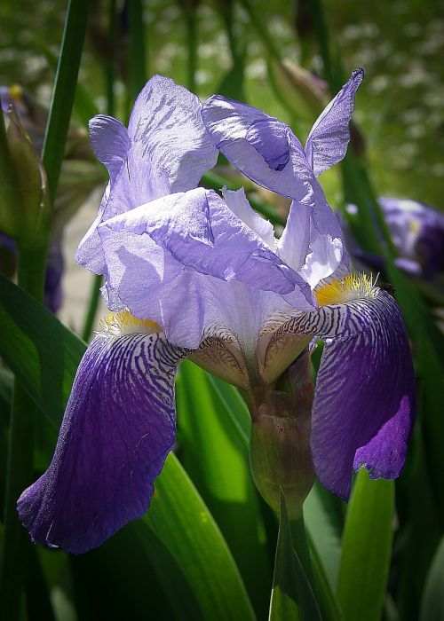 iris flowers blue