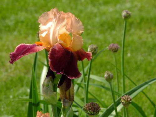 iris blossom bloom
