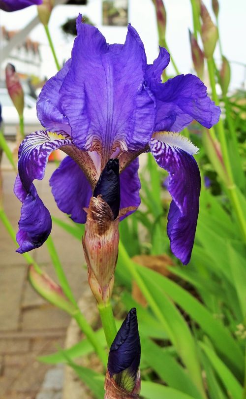 iris purple bloom