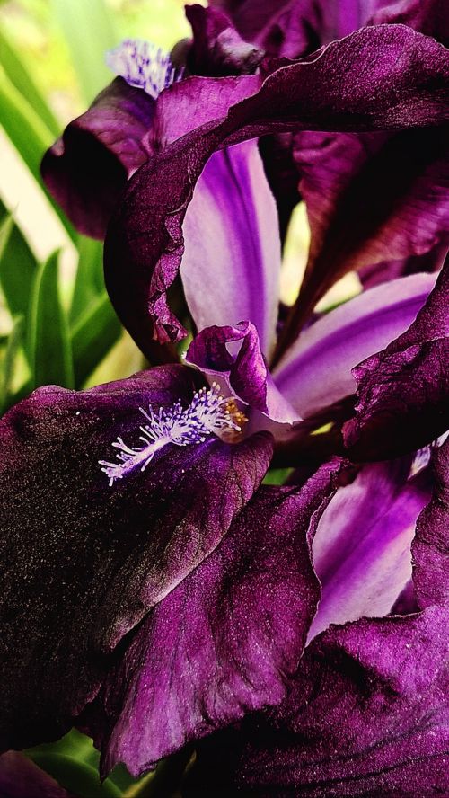 iris macro flowers
