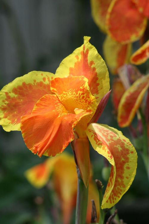 iris plant bloom