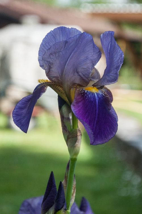 iris blossom bloom