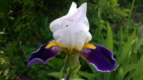 iris flower spring