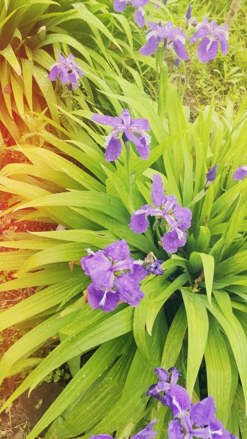 iris flowers