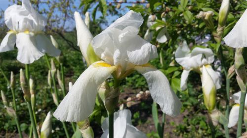 iris flower spring