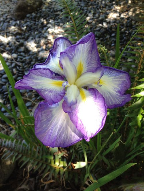 iris bloom japanese