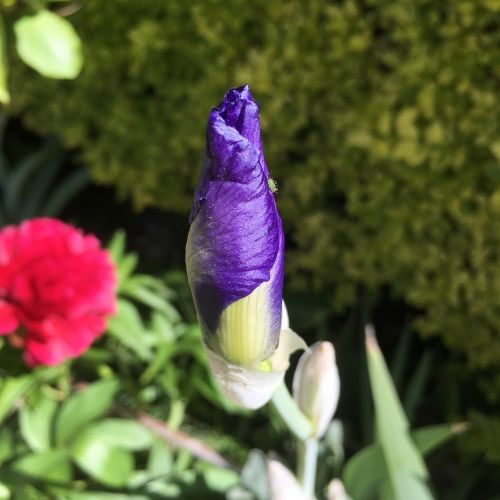 iris gladioli spring