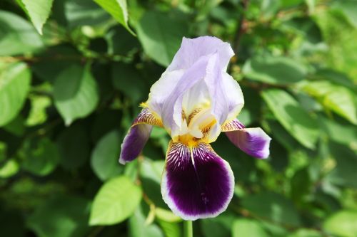 iris garden flower closeup